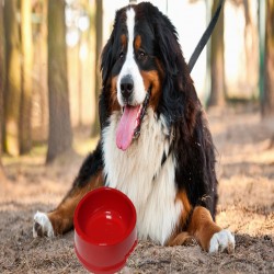 KÖPEK MAMA VE SU KAPLARI