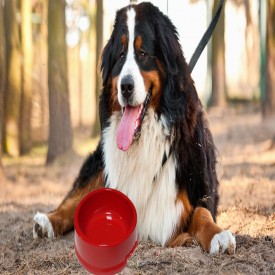 KÖPEK MAMA VE SU KAPLARI